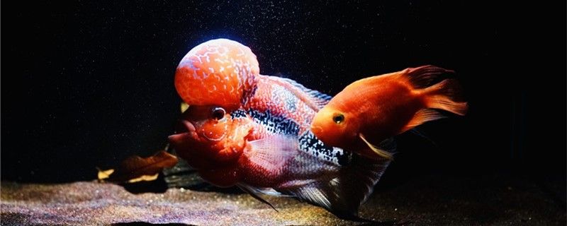 大魚缸為什么不能養小魚大魚缸適合養什么魚