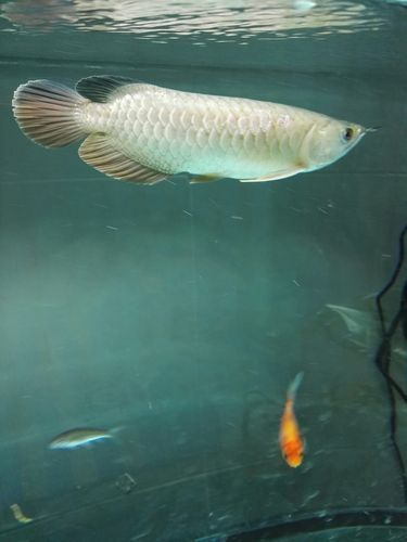 該網(wǎng)站提供哪些類型的龍魚？，彩鰈和森森哪個(gè)更適合龍魚幼魚幼魚 該網(wǎng)站提供哪些類型的龍魚？，彩鰈和森森哪個(gè)更適合龍魚幼魚幼魚 龍魚百科 第2張