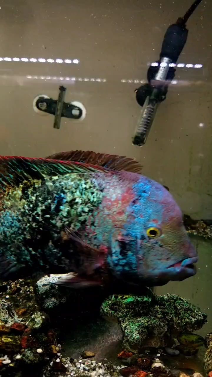 挑戰(zhàn)最艷美鯛