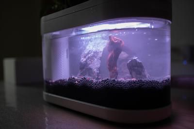 龍魚什么顏色最好（龍魚什么顏色最好看）