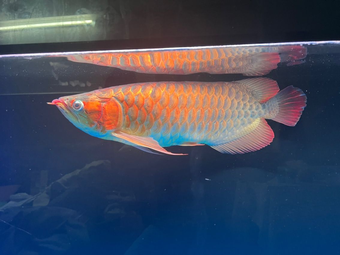 一個星期變化還蠻大的