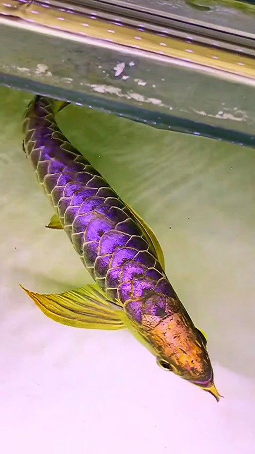 紫金龍魚圖片