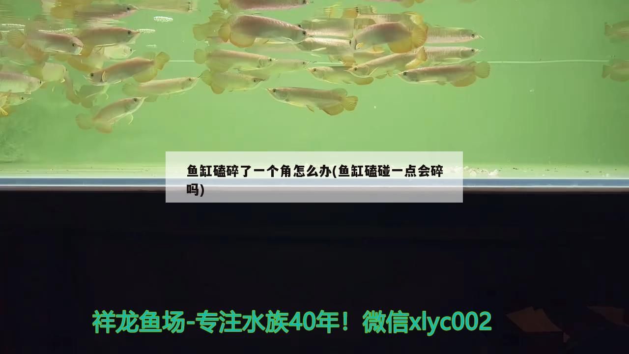 魚缸磕碎了一個角怎么辦(魚缸磕碰一點會碎嗎)
