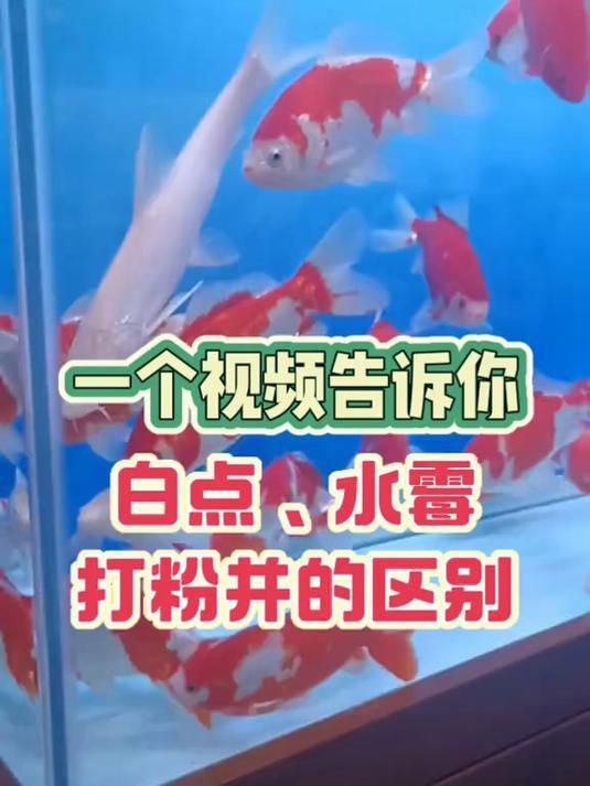 如何區(qū)分水霉病和其他魚病？