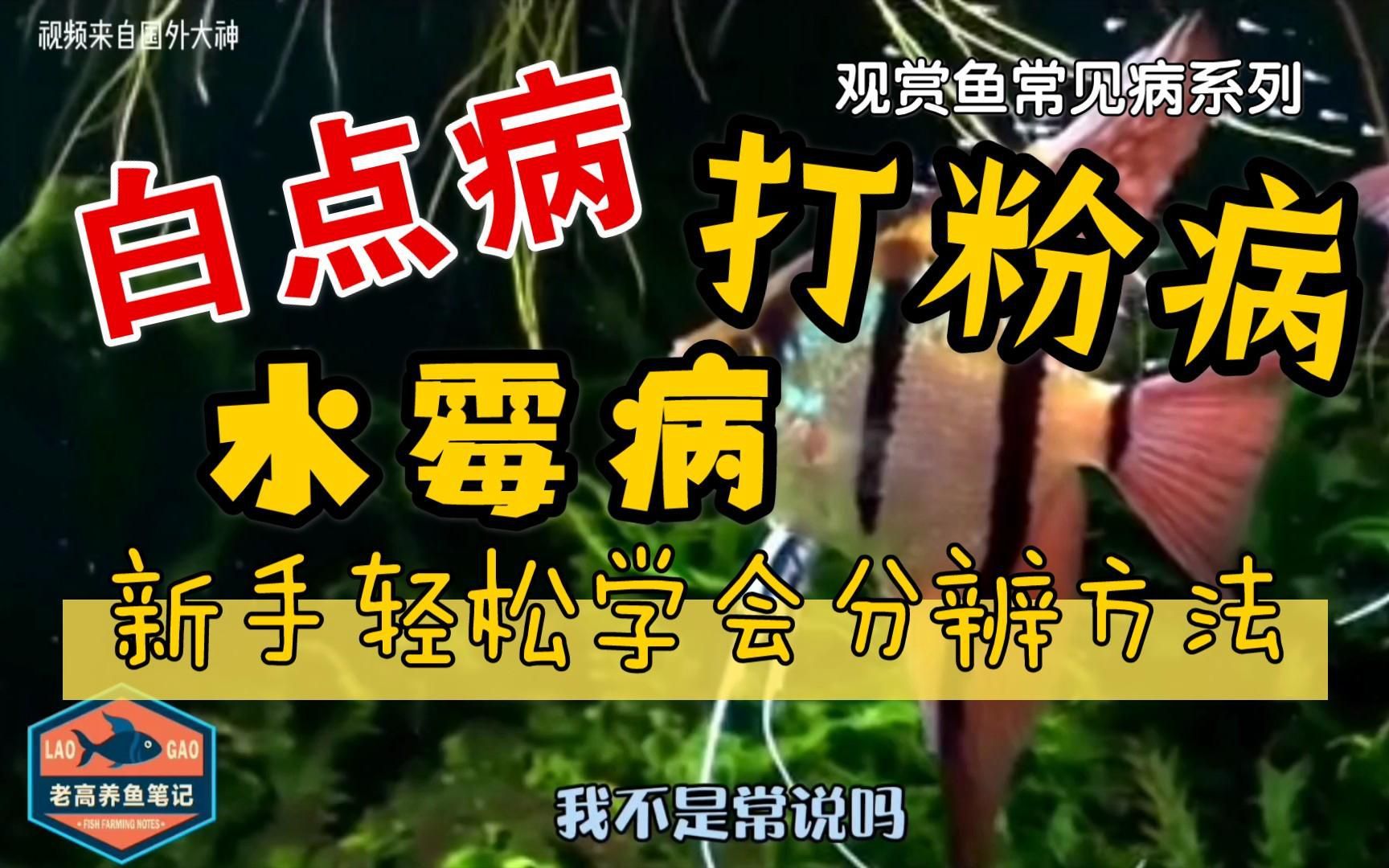 如何區(qū)分水霉病和其他魚病？
