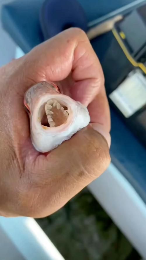 給我一張龍魚吸蟲的圖片，方便我識別
