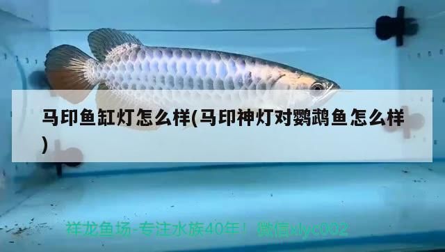 馬印魚缸燈怎么樣(馬印神燈對鸚鵡魚怎么樣) 馬印魚缸燈怎么樣(馬印神燈對鸚鵡魚怎么樣) 觀賞魚百科