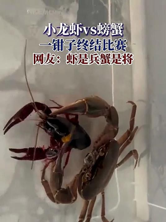龍蝦和螃蟹有什么區(qū)別？