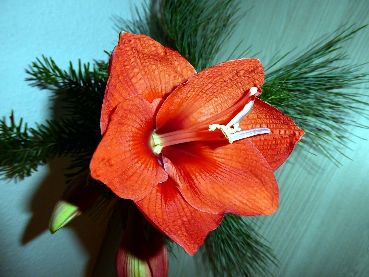 幻紅雷龍魚好養(yǎng)嗎(幻彩紅寶石雷龍魚好養(yǎng)嗎)