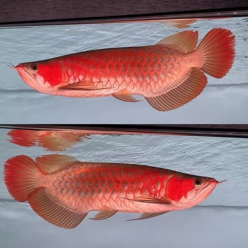 紅龍魚、金龍魚和銀龍魚的價格范圍是多少？