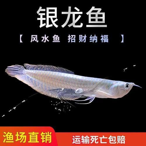 紅龍魚、金龍魚和銀龍魚的價格范圍是多少？
