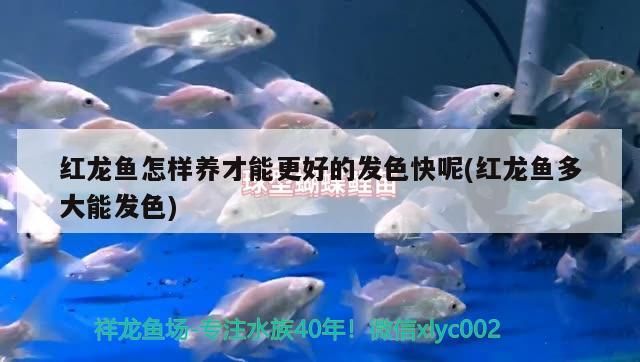 紅龍魚怎樣養(yǎng)才能更好的發(fā)色快呢(紅龍魚多大能發(fā)色)