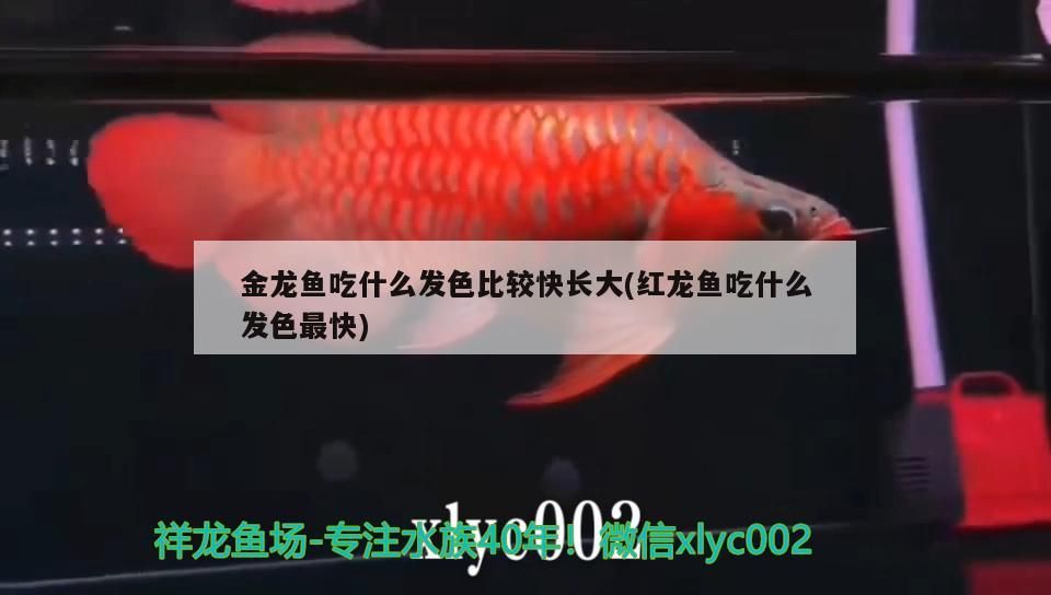 金龍魚吃什么發(fā)色比較快長(zhǎng)大(紅龍魚吃什么發(fā)色最快)