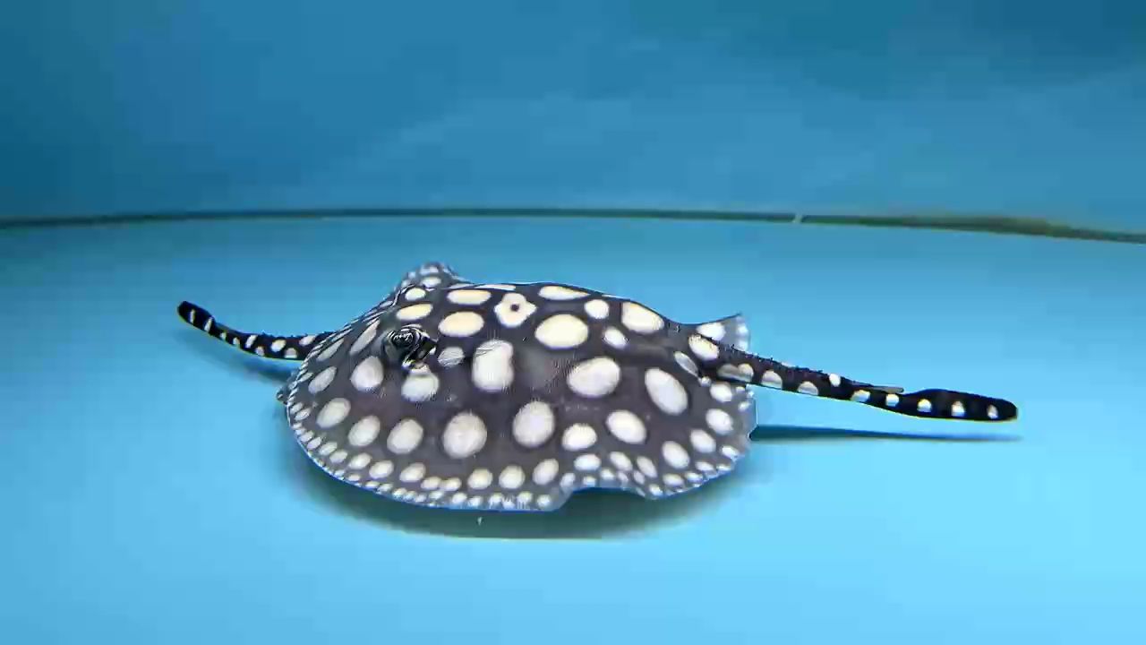 最喜歡這個尺寸的魚兒