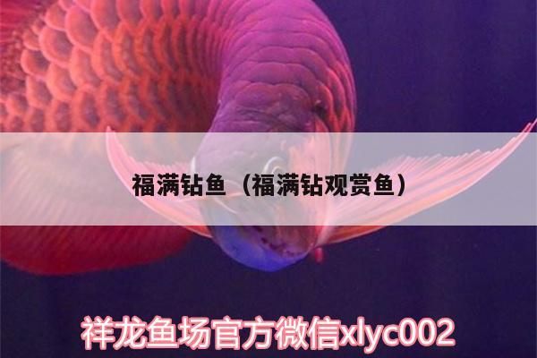 福滿鉆魚（福滿鉆觀賞魚）
