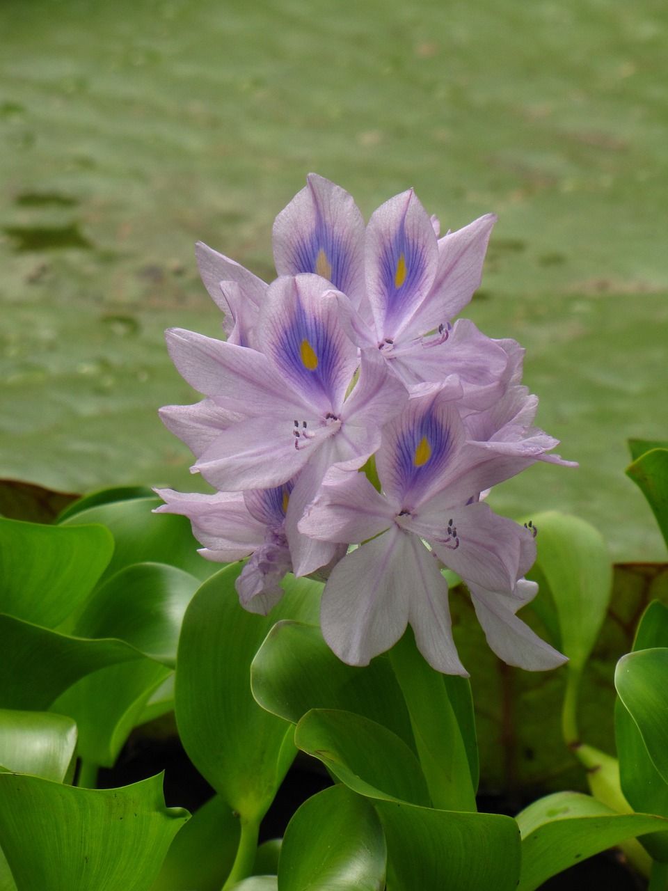 魚缸水葫蘆圖片高清（魚缸水葫蘆怎么養(yǎng)）
