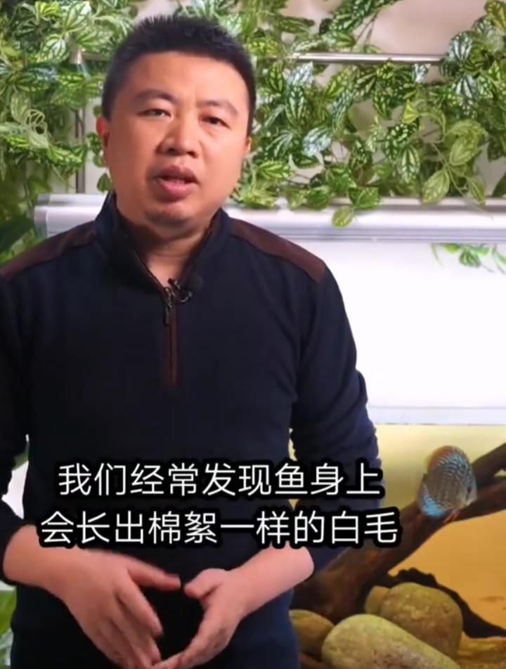 如何預防魚背白色腐爛？