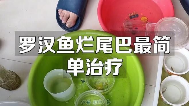 羅漢魚常見病治療方法