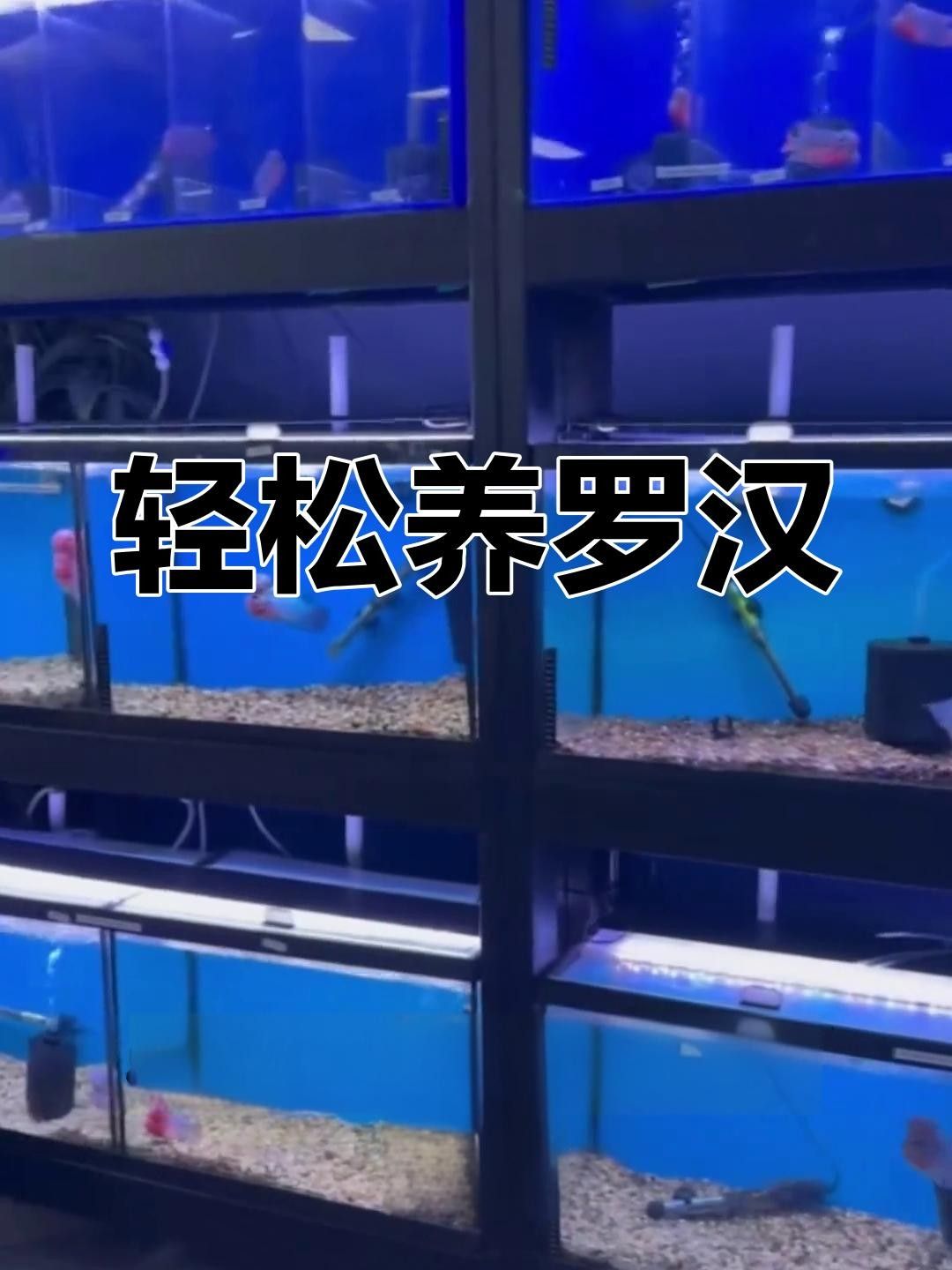 羅漢魚常見病治療方法