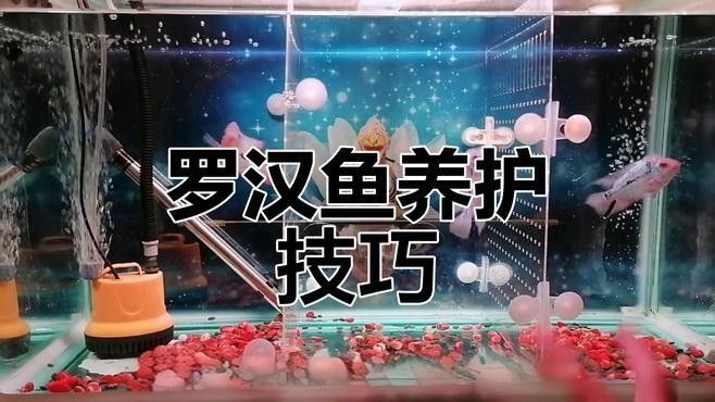 羅漢魚常見病治療方法