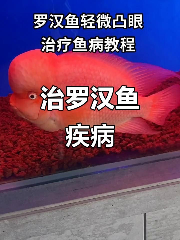 羅漢魚常見病治療方法