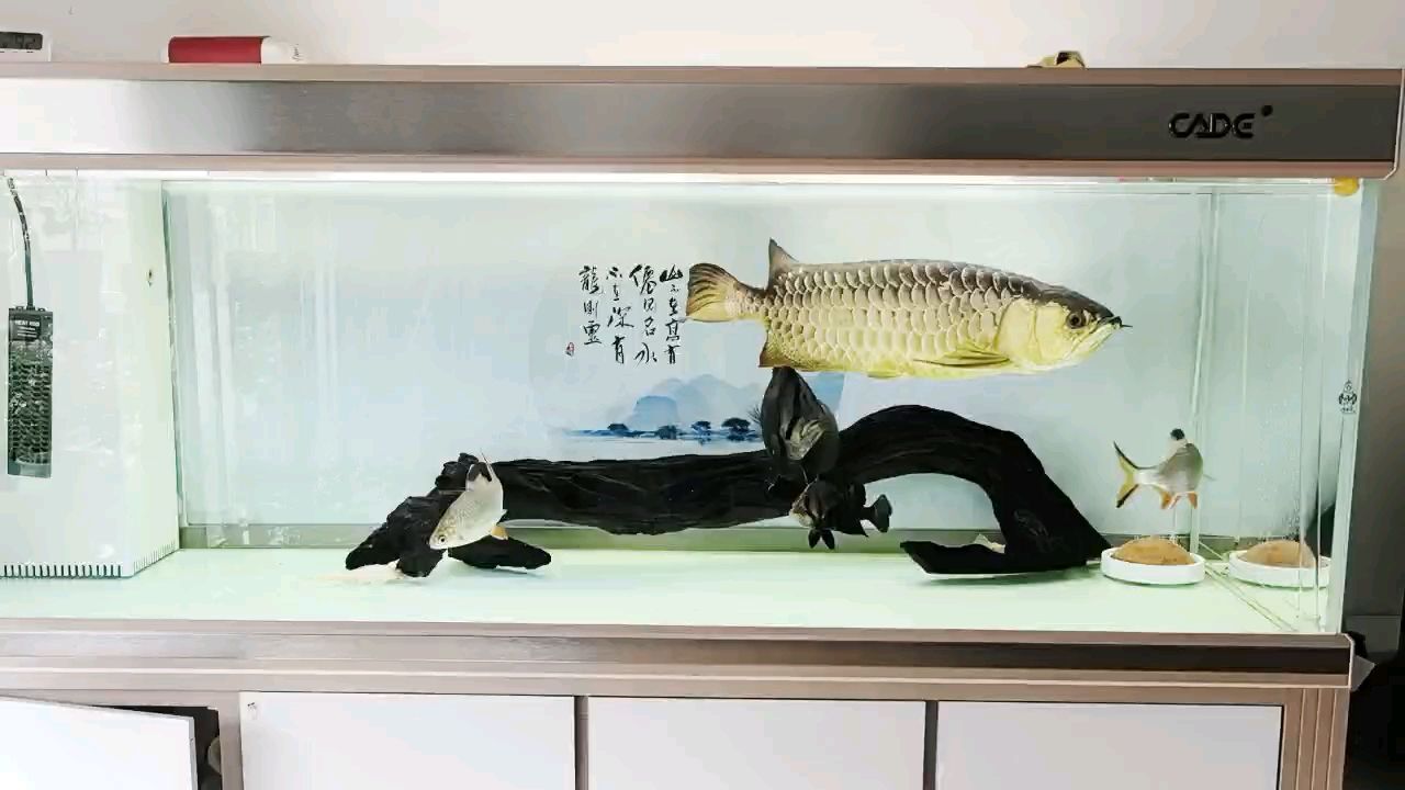 在過一月龍魚二十一歲了