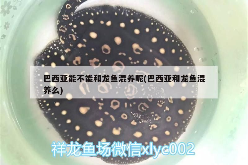 巴西亞能不能和龍魚混養(yǎng)呢(巴西亞和龍魚混養(yǎng)么)