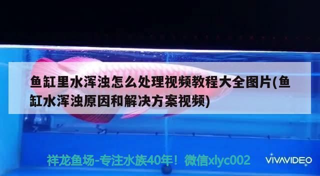 趴地虎和泰國虎魚的區別在哪，泰國虎魚和泰北虎的區別在哪