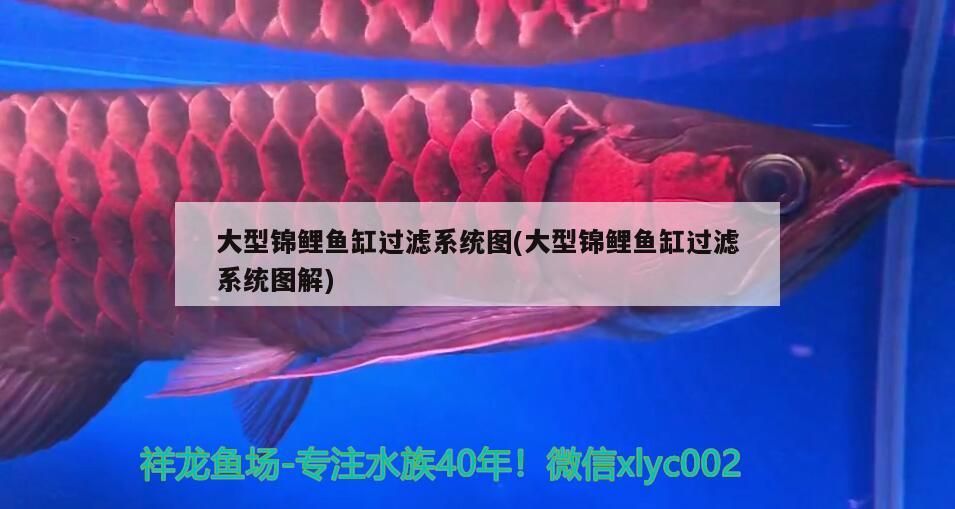 趴地虎和泰國虎魚的區別在哪，泰國虎魚和泰北虎的區別在哪