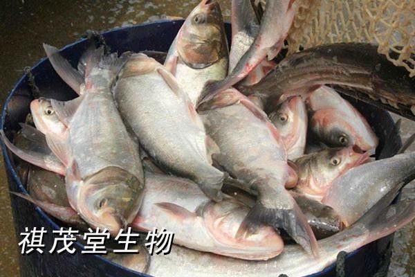 泰龐海鰱不能亂養