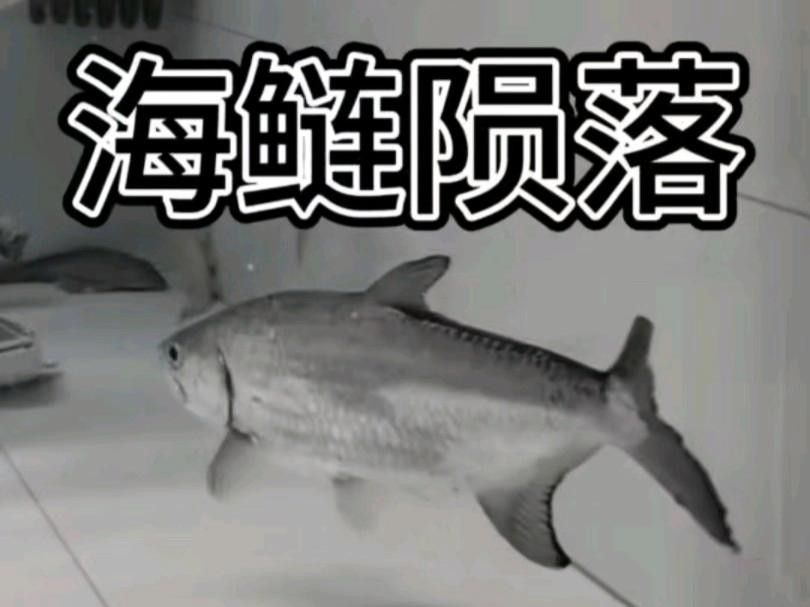 泰龐海鰱不能亂養