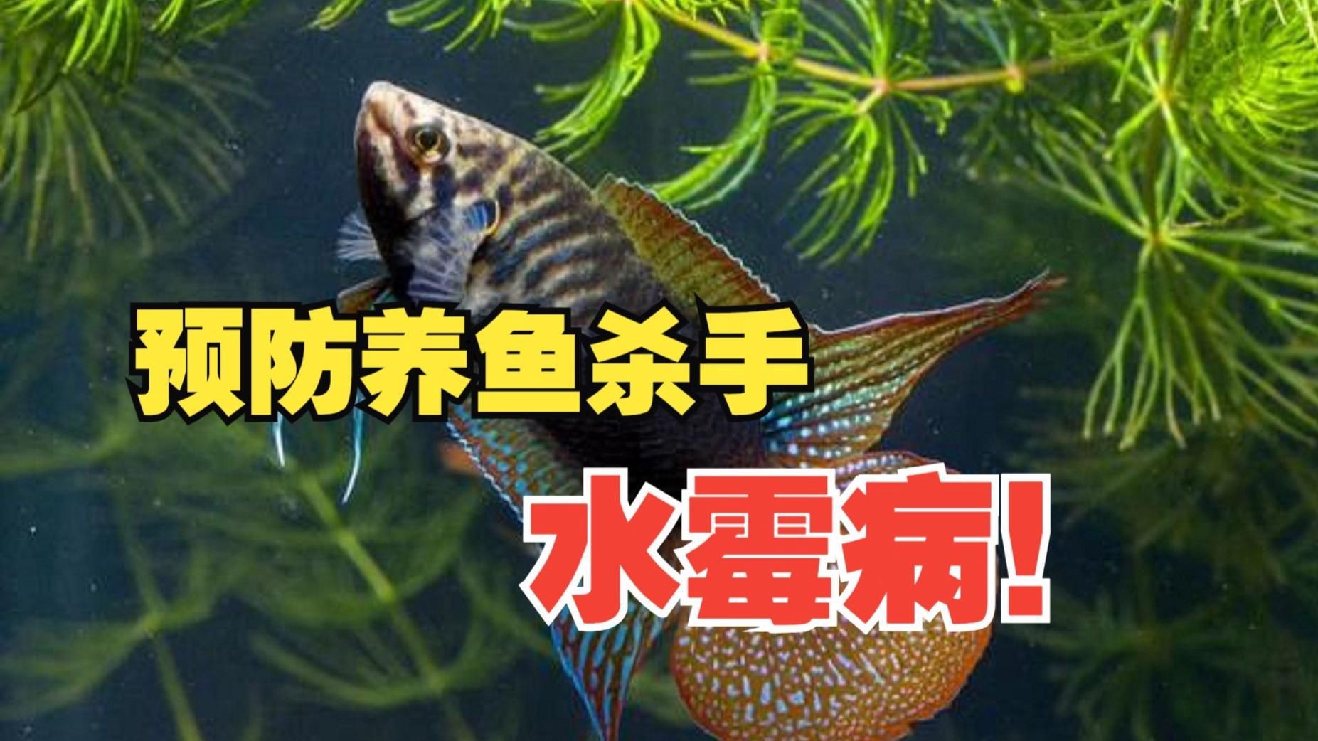 如何預防魚霉菌感染？