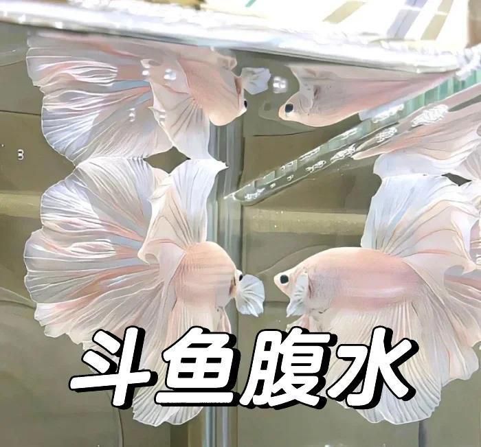 魚腹水治療多久能看到效果？
