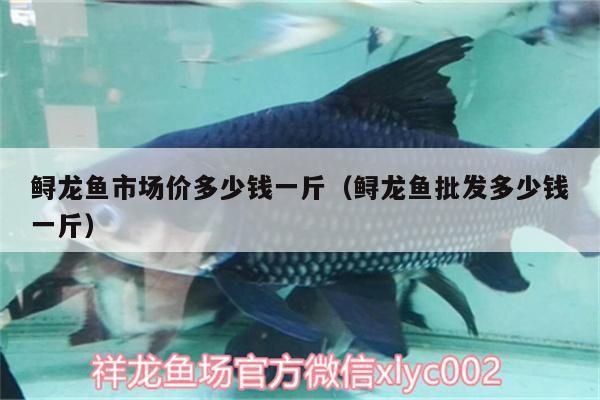 鱘龍魚市場價多少錢一斤（鱘龍魚批發多少錢一斤）