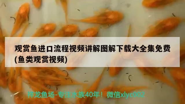 觀賞魚進(jìn)口流程視頻講解圖解下載大全集免費(fèi)(魚類觀賞視頻)