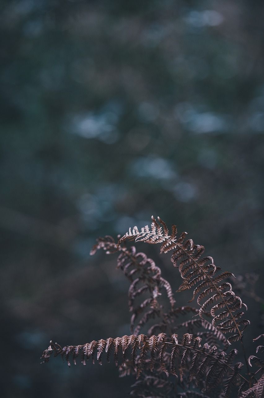 龍鳳錦鯉的壽命是多長（龍鳳錦鯉能活多久）