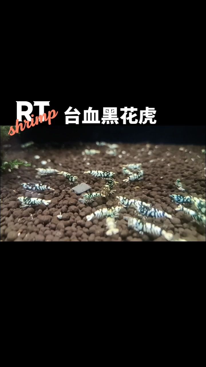 水晶蝦提純美好記錄