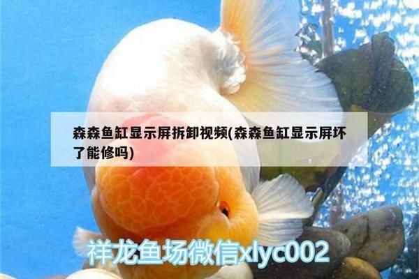 龍魚的品種價格及圖片（龍魚的品種價格及圖片大全）