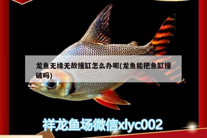 龍魚無緣無故撞缸怎么辦呢(龍魚能把魚缸撞破嗎)