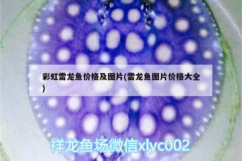 彩虹雷龍魚價格及圖片(雷龍魚圖片價格大全)