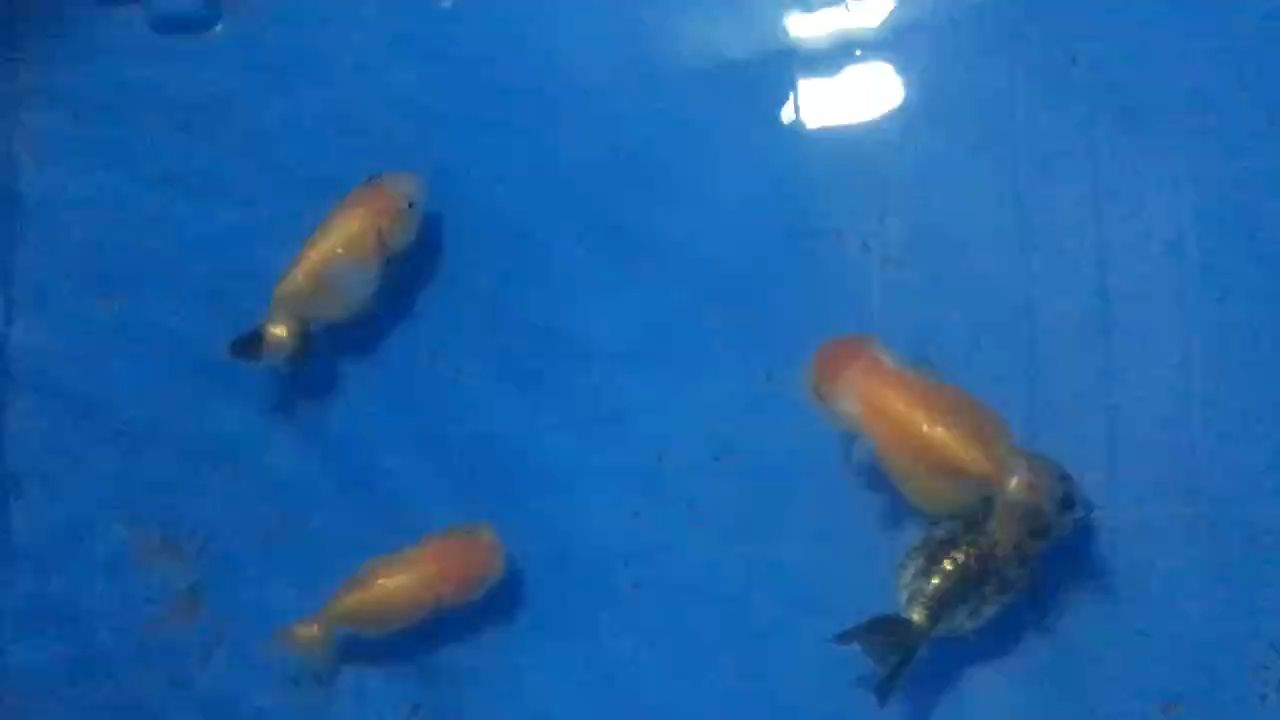 [haha]看看魚