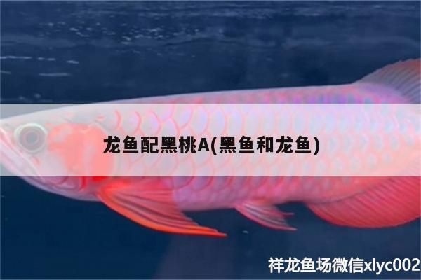 龍魚配黑桃A(黑魚和龍魚)