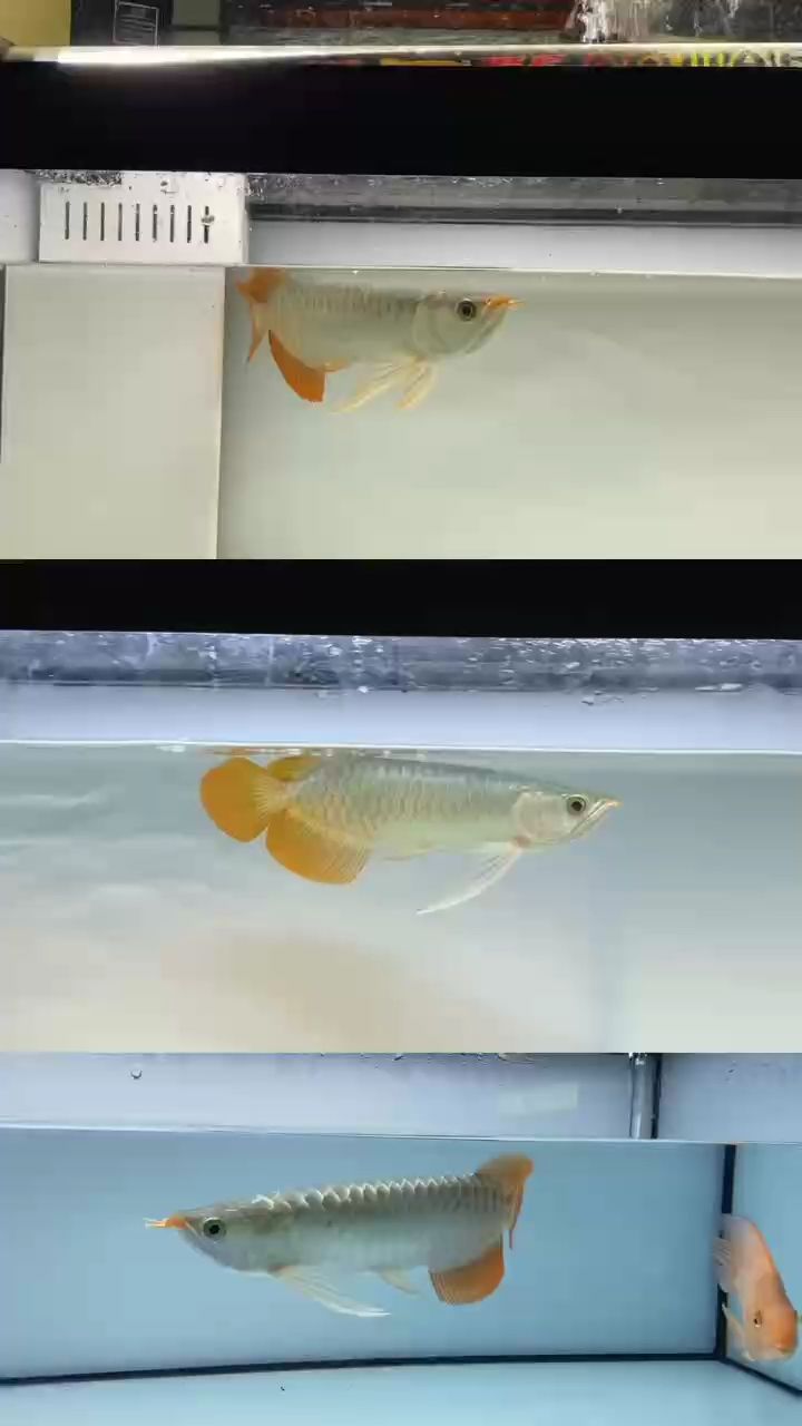 印尼斯巴沃小紅龍的形態展示
