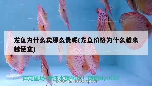 銀龍魚拉黃線屎怎么回事 銀龍魚拉白便正常嗎