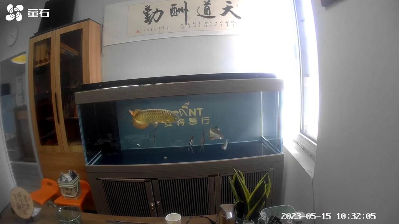 新買的龍魚不開口怎么辦