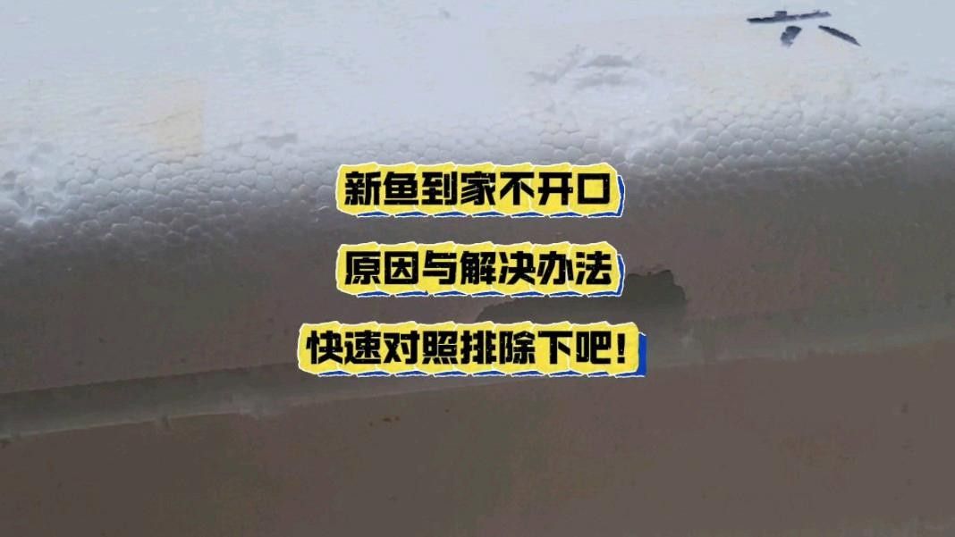 新買的龍魚不開口怎么辦