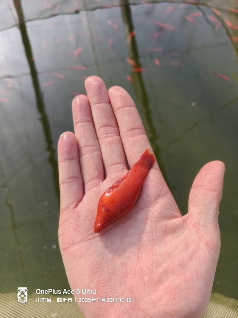 紅箭魚