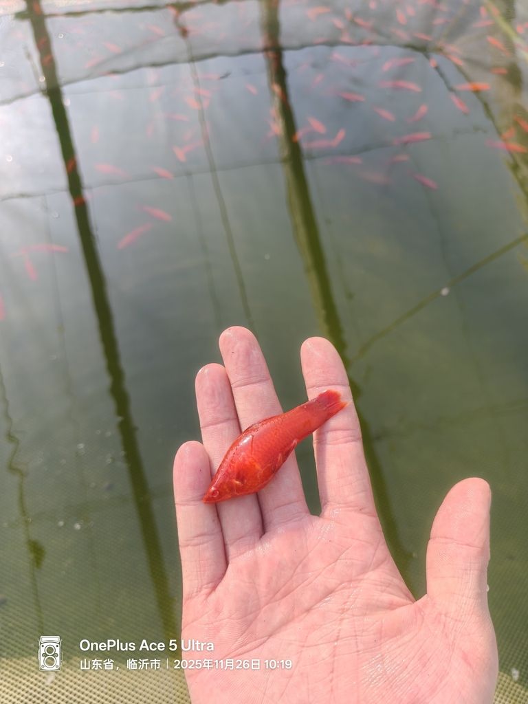 紅箭魚