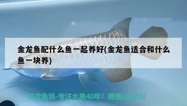 金龍魚配什么魚一起養好(金龍魚適合和什么魚一塊養)