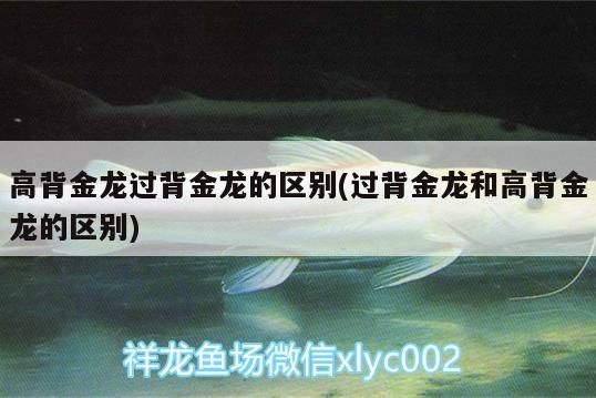 高背金龍過背金龍的區別(過背金龍和高背金龍的區別)